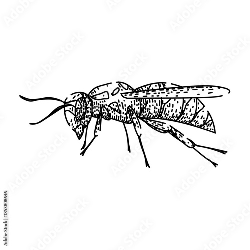 Wasp displaying an intricate detailed body, wings, and antennae, creating an informative and artistic representation of the stinging insect in a woodcut style
