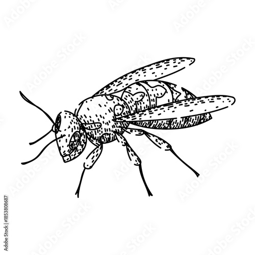 Wasp displaying intricate line art details, illustrating its segmented body, wings, and antennae in an old fashioned, hand drawn style perfect for vintage or retro design elements