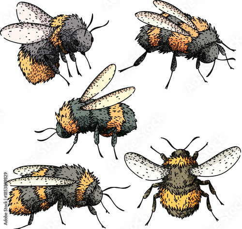 Bumblebee insects hand drawing vector set featuring five different illustrations, highlighting themes of nature, wildlife, biodiversity, and pollination