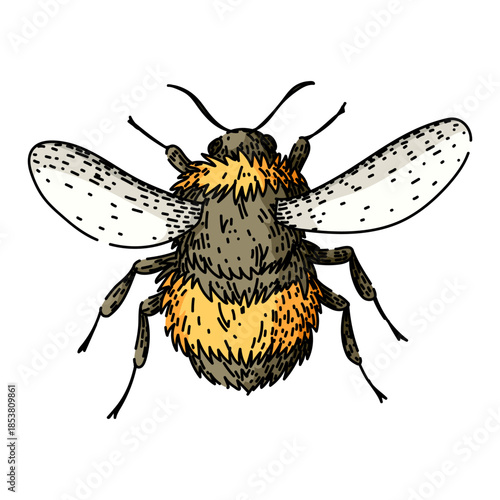 Hand drawn bumblebee illustration with detailed ink sketching, black and yellow striped fuzzy body and translucent wings, isolated on white for nature and pollination themes