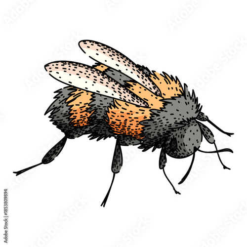 Bumblebee winged insect flying showing fuzzy body texture and detailed wings, depicting a natural pollinator essential for ecosystems and biodiversity in a clean, graphic style