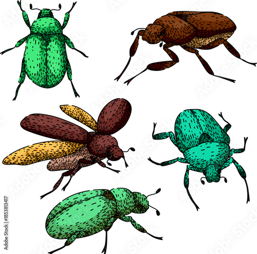 Grouping different beetles, including scarab insects with green and brown exoskeletons, showing detailed hand drawn illustrations suitable for biodiversity, nature, or entomology concepts