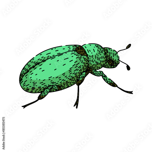 Green scarab beetle line drawing with textured detail on a clean white background, illustrative entomology study suitable for design, education, and natural history projects