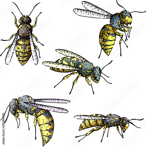 Wasps in various poses, an insect collection illustrating detailed anatomy with yellow and gray bodies on a plain white background for entomology or science concepts