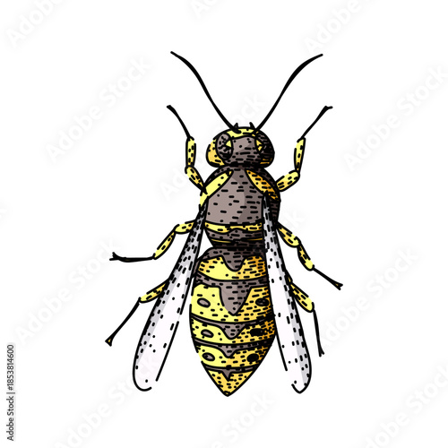 Wasp insect showing yellow and black striped body with transparent wings, displaying full length top view on a clean white background, creating a detailed fauna representation