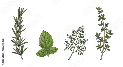 A fresh collection of four culinary herbs including rosemary basil dill and thyme in a detailed botanical vector illustration.