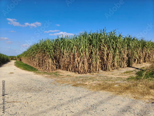 A bright blue sky and green sugarcane fields.