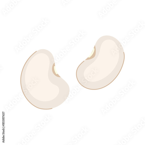 White beans, also known as cannellini or navy beans, presenting an essential source of protein and fiber for a nutritious, plant based diet and promoting natural ingredients