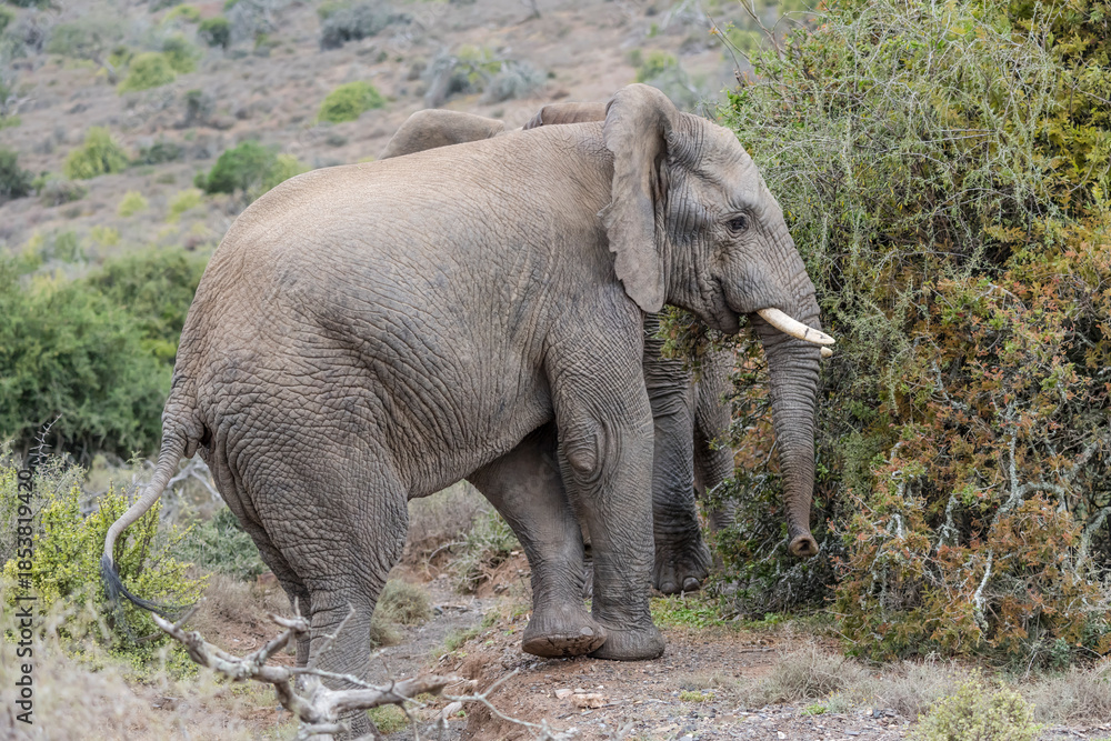 Fototapeta premium elephant approaching tree, Sarah Baartman District, Karoo, South Africa