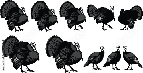 Turkey vector illustration set, black silhouette bird icons in various poses, tail feather detail for farm, wildlife, print, decor, education
