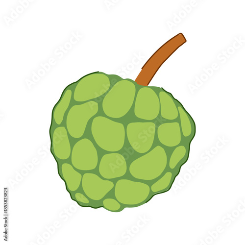Custard apple fruit, known for its unique segmented green skin, depicted in a simple vector illustration, highlighting its exotic nature, healthy benefits, and natural sweetness as a tropical food