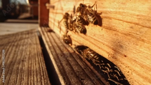 Close up view of beehive life with honey bees flying in and away. Wide angle macro slow motion take of frontal space of wooden beehive with fast exchanging of many bee bodies during sunny day.