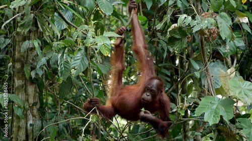 Monkey in the jungle 