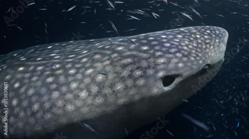 fish on black background