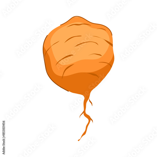 Jicama root vector illustration presenting a whole, raw tuber with a distinctive light brown skin and delicate fibrous roots, suitable for healthy food and agricultural themes