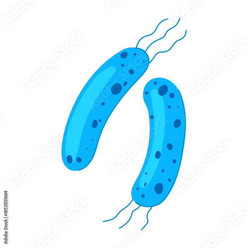 Lactobacilli bacteria. Essential microorganisms for gut health. Promoting a balanced microbiome and supporting healthy digestion in the human body. Depicted as two blue rod shaped forms with flagella