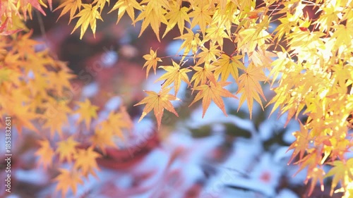 噴水のある池のほとりの鮮やかに色づいたカエデと波立つ水面のフィックス撮影