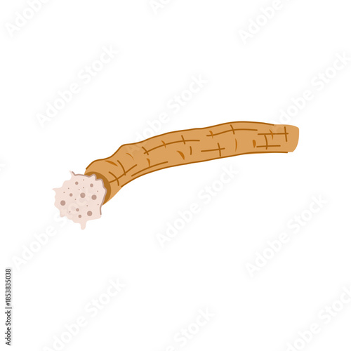 Miswak stick illustrating a natural and traditional way of cleaning teeth, promoting organic dental care and sustainable health practices with its frayed end resembling a brush