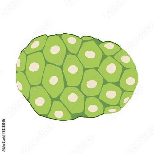 Noni fruit vector illustration presenting a green tropical superfood rich in vitamins and antioxidants, known for its health benefits and natural medicine applications