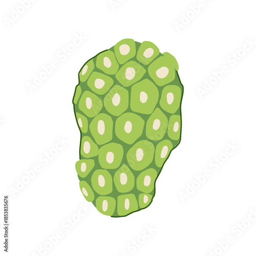 Noni fruit presents a distinct green appearance with segmented skin, symbolizing tropical wellness and benefiting alternative medicine and natural health concepts