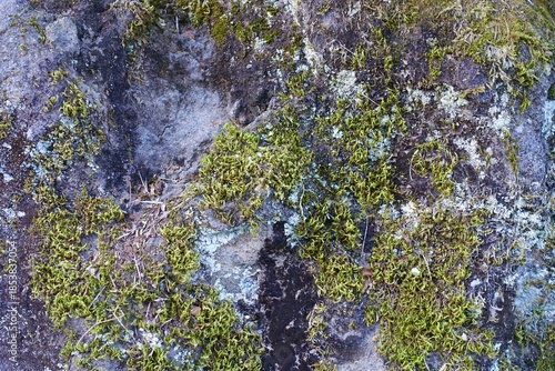 苔の生えた岩の表面