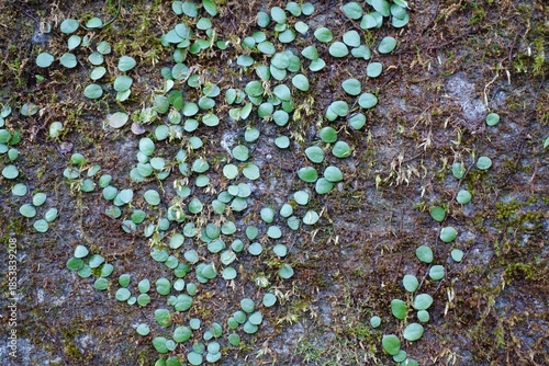 壁に広がるマメヅタと苔