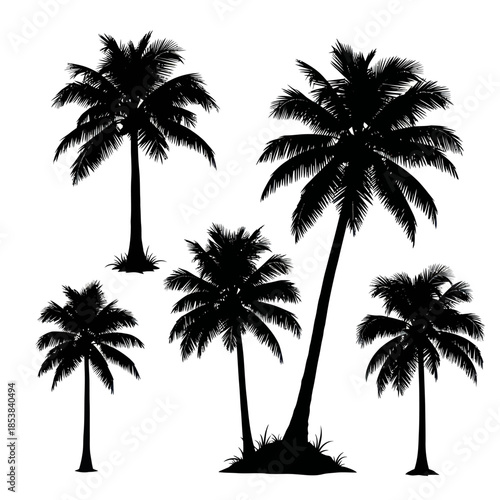 Silhouetted Palm Trees A Tropical Oasis in Black and White.
