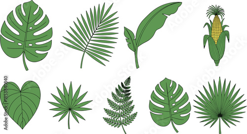 Tropical green leaf illustration set featuring monstera, palm, banana, fern, and jungle foliage elements for botanical, nature, and summer design projects