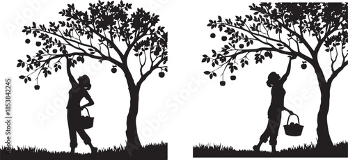 Black Silhouette of Woman Picking Apples from Tree Set.