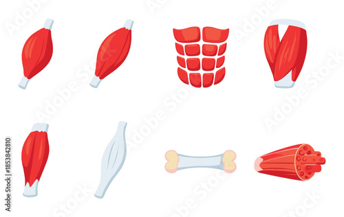 Illustration of human muscles and bone anatomy with highlighted areas