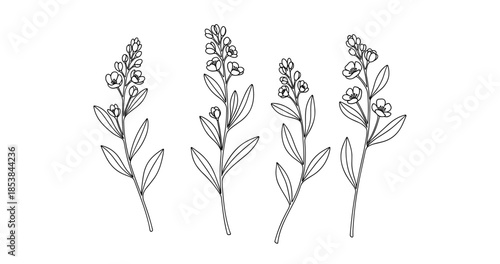 Line art illustration of lavender stems with flowers and leaves
