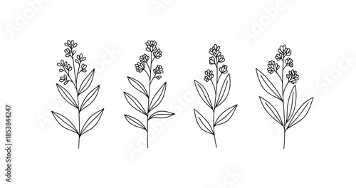 Black and white floral line art illustrations of botanical stems with simple leaves