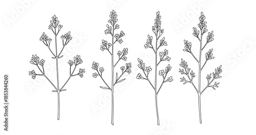 Black and white botanical line drawing of lavender stems