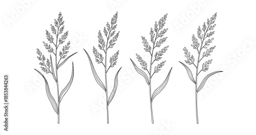 Hand-drawn botanic stems with leaves and flowers in black and white line art