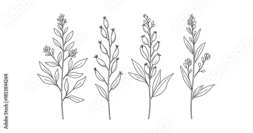 Black and white botanical sketch of wildflower stems and leaves