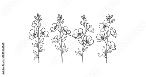 Monochrome botanical illustration of four flower stems with detailed petals and leaves