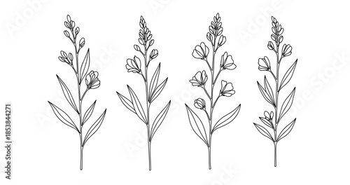 Botanical line art of four lavender stems with flowers and leaves
