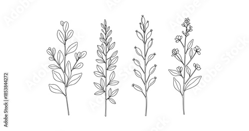 Set of four hand-drawn botanical sprigs with leaves and buds