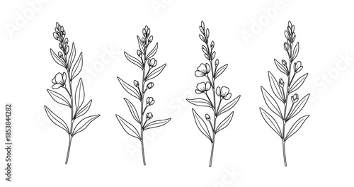 Botanical line art: lavender stems with detailed blossoms and leaves