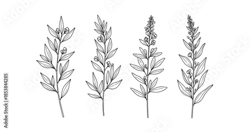 Minimalist black and white botanical line art of various plant stems
