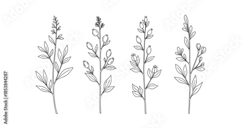 Black and white botanical illustration of four herbaceous plant stems with leaves and buds