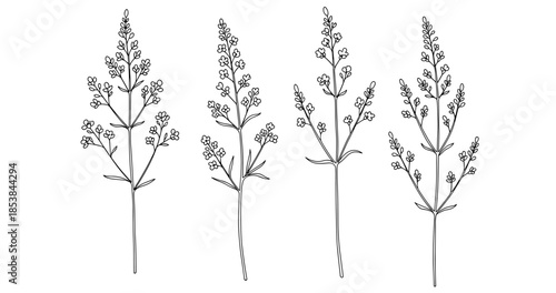 Black and white botanical drawing of lavender stems with flowers