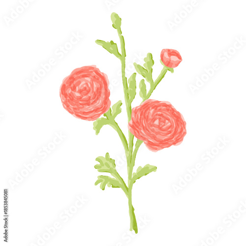 Watercolor pink ranunculus flower illustration isolated on white
