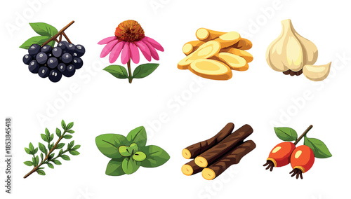 Colorful array of herbs and spices: berries, flowers, roots, and leaves