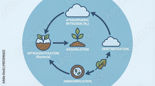 Nitrogen cycle diagram educational biology ecosystem process showing atmospheric fixation assimilation ammonification denitrification for environmental science teaching learning curriculum