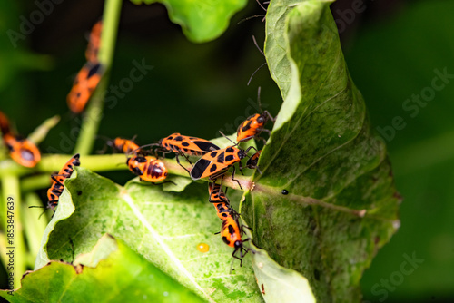 Some leaves with complex leaf vein patterns and a black and orange insect - Striped Vegetable Stupid, complement the wild landscape with charm