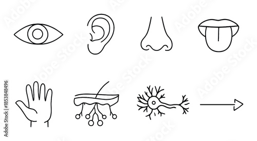 Simple icons of human senses: eye, ear, nose, mouth, hand, skin, neuron, arrow