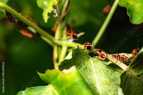 Some leaves with complex leaf vein patterns and a black and orange insect - Striped Vegetable Stupid, complement the wild landscape with charm