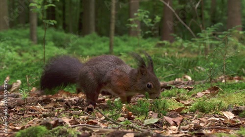 slow motion of a squirrel finding a nut on the forest floor