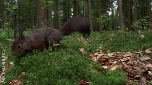 squirrel foraging on forest floor in slow motion